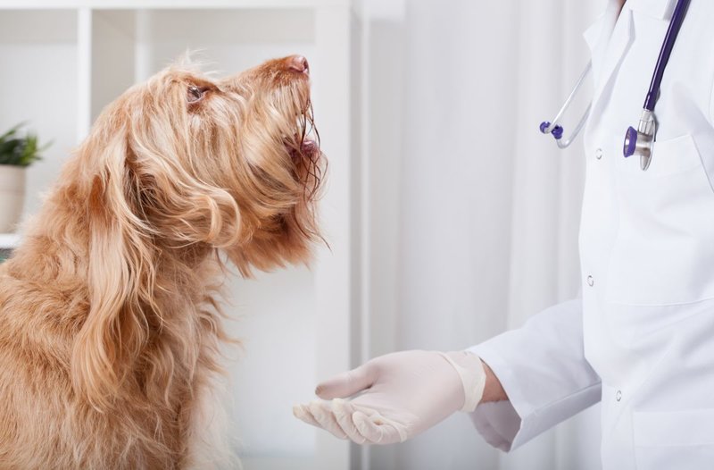 Pro Medica Vet-cabinet veterinar