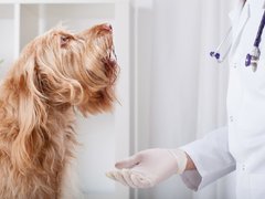 Pro Medica Vet-cabinet veterinar