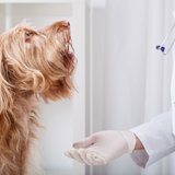 Pro Medica Vet-cabinet veterinar